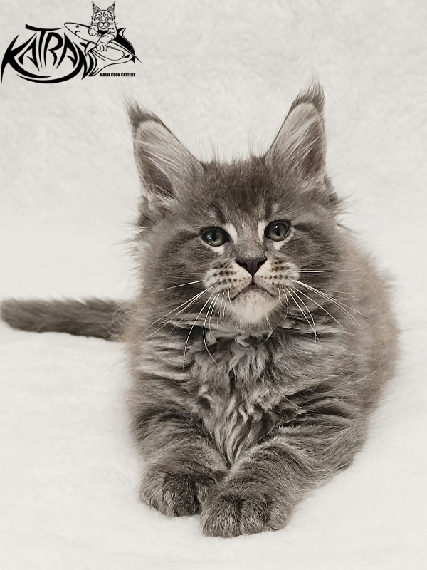 Katran Joker - Kitten maine-coon 1 month 2 weeks