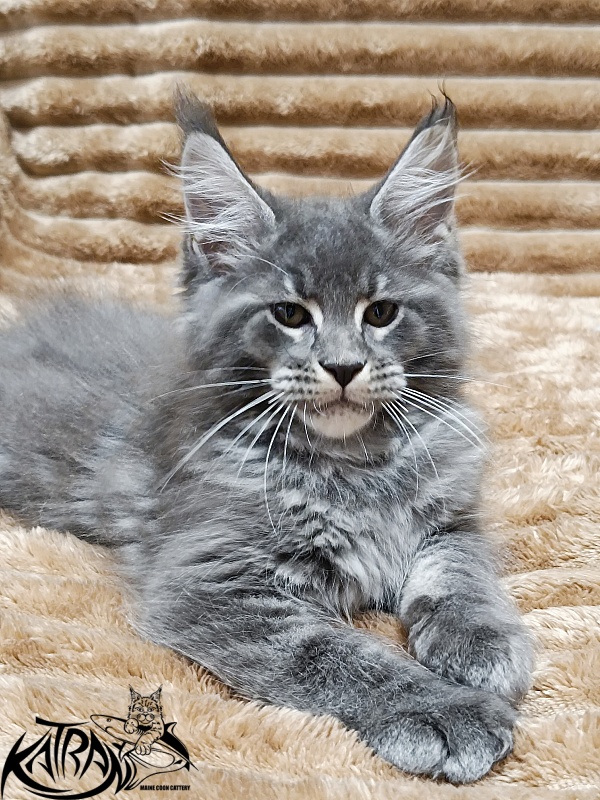 Katran Joker - Kitten maine-coon 2 months 1 week