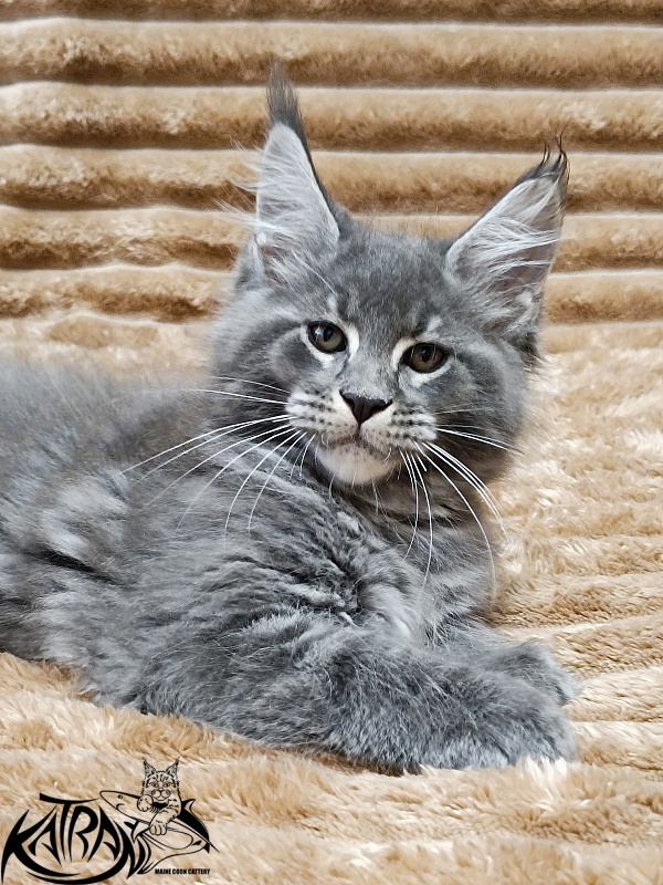 Katran Joker - Kitten maine-coon 2 months 1 week