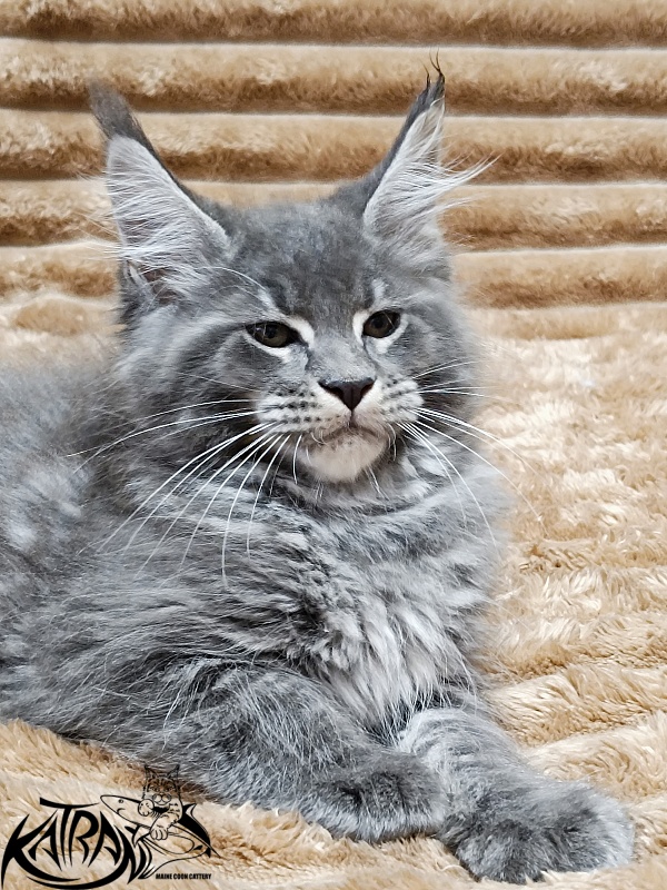 Katran Joker - Kitten maine-coon 2 months 1 week