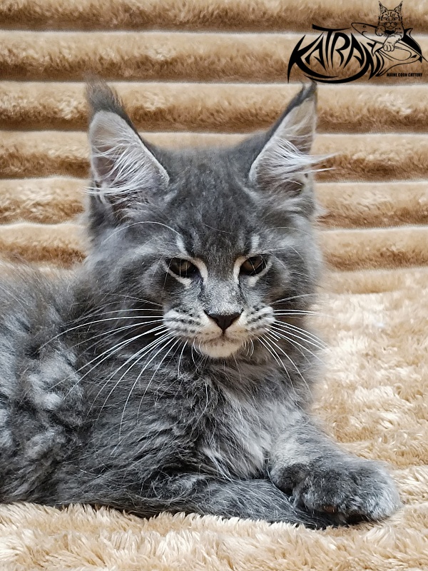 Katran Joker - Kitten maine-coon 2 months 1 week