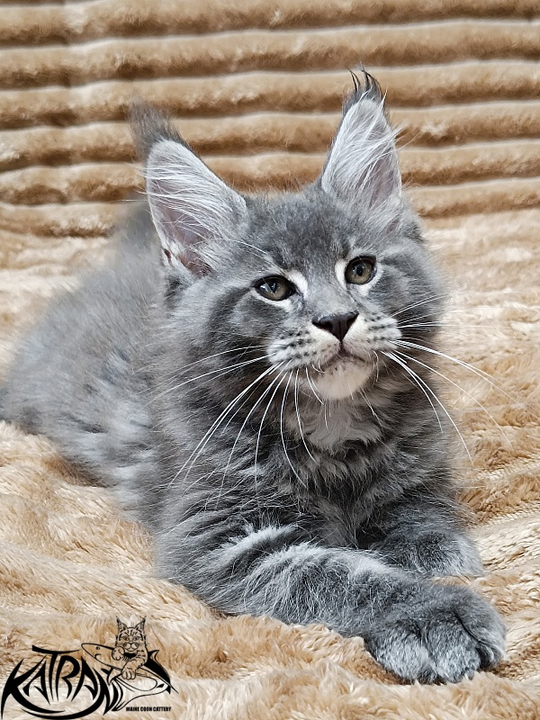 Katran Joker - Kitten maine-coon 2 months 1 week