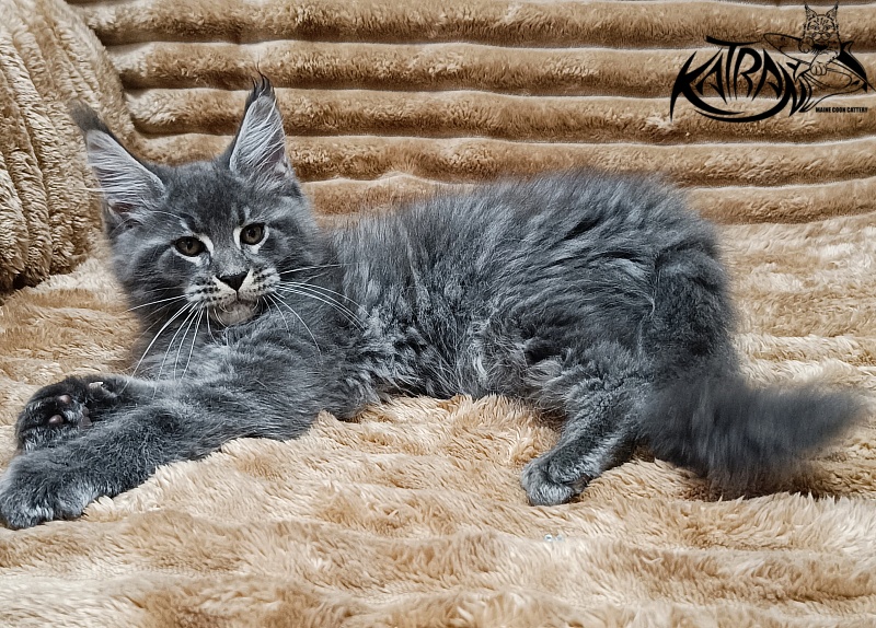 Katran Joker - Kitten maine-coon 2 months 1 week
