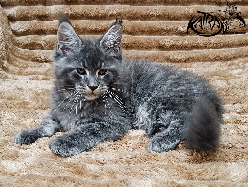 Katran Joker - Kitten maine-coon 2 months 1 week