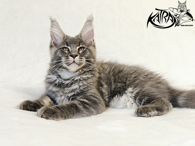 Katran Joker - Kitten maine-coon 3 months