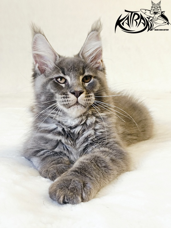 Katran Joker - Kitten maine-coon 3 months