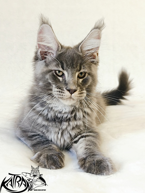 Katran Joker - Kitten maine-coon 3 months