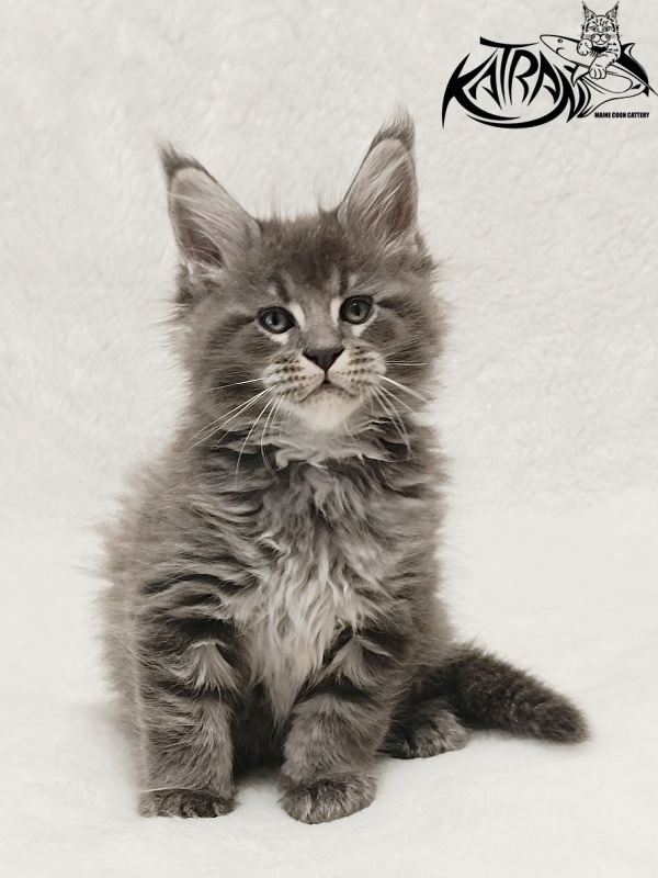 Katran Joker - Kitten maine-coon 1 month 2 weeks