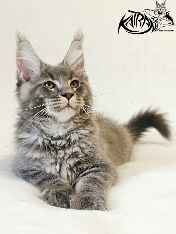 Katran Joker - Kitten maine-coon 3 months