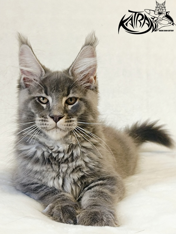 Katran Joker - Kitten maine-coon 3 months
