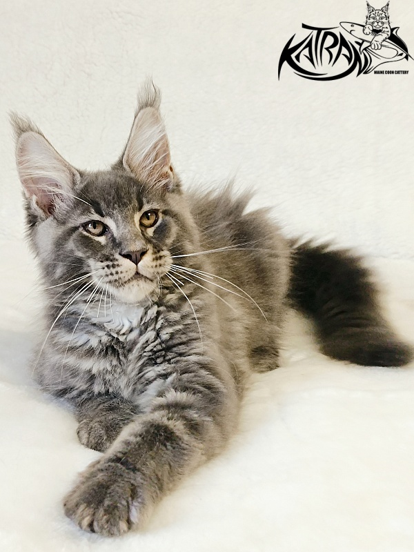 Katran Joker - Kitten maine-coon 3 months