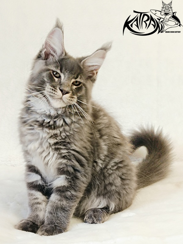 Katran Joker - Kitten maine-coon 3 months
