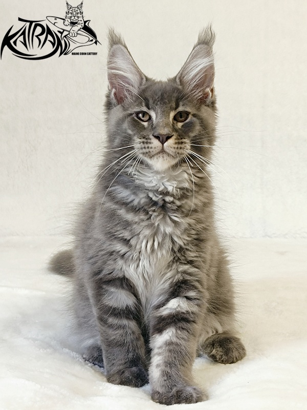 Katran Joker - Kitten maine-coon 3 months