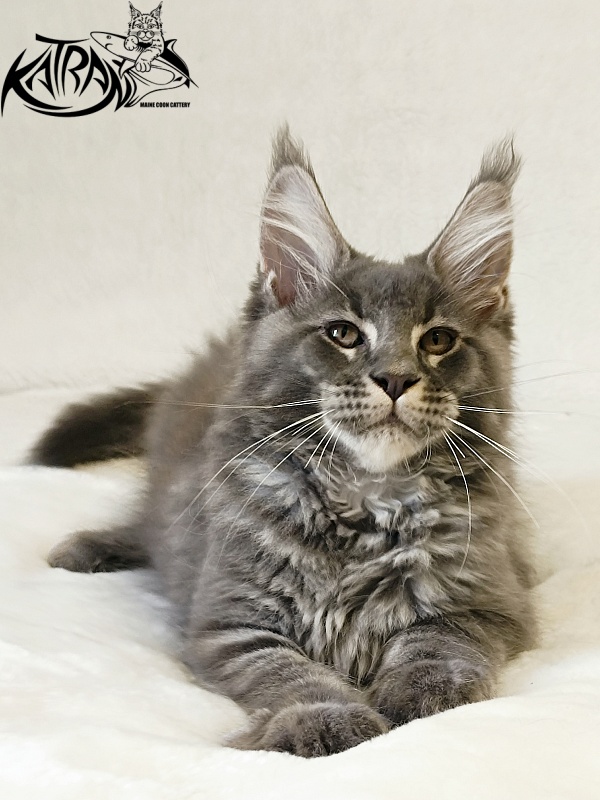 Katran Joker - Kitten maine-coon 3 months