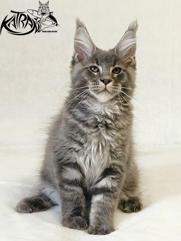 Katran Joker - Kitten maine-coon 3 months