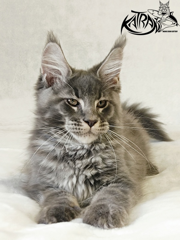 Katran Joker - Kitten maine-coon 3 months