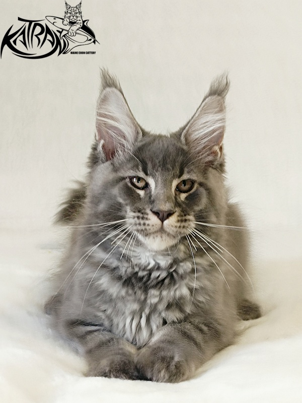 Katran Joker - Kitten maine-coon 3 months