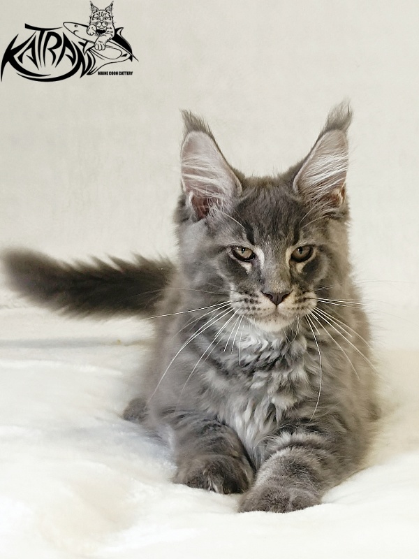 Katran Joker - Kitten maine-coon 3 months