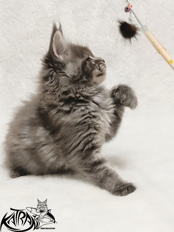 Katran Joker - Kitten maine-coon 1 month 2 weeks