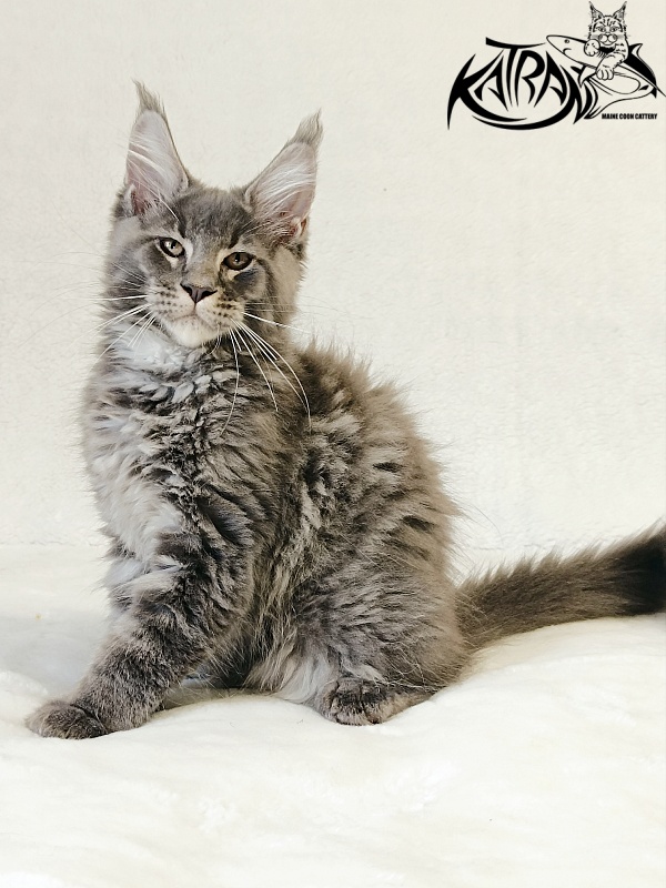 Katran Joker - Kitten maine-coon 3 months