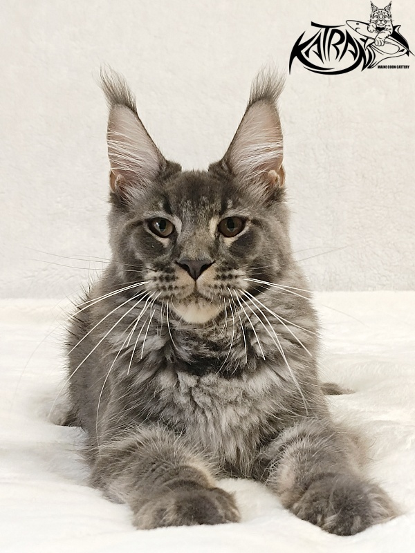 Katran Joker - Kitten maine-coon 5 months 3 weeks