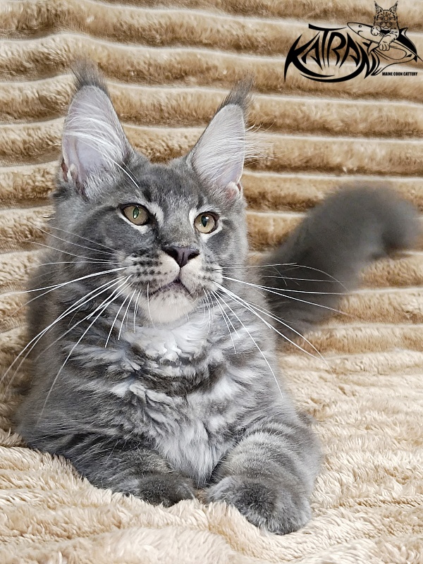 Katran Joker - Kitten maine-coon 4 months