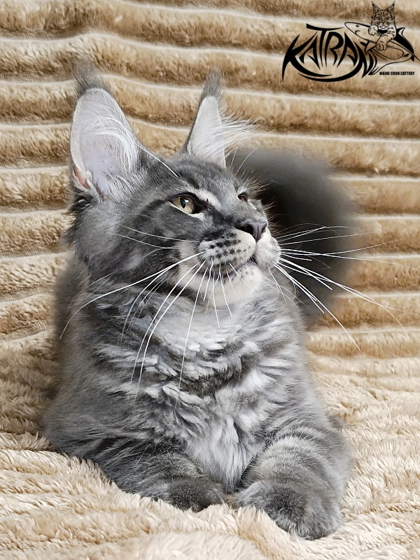 Katran Joker - Kitten maine-coon 4 months