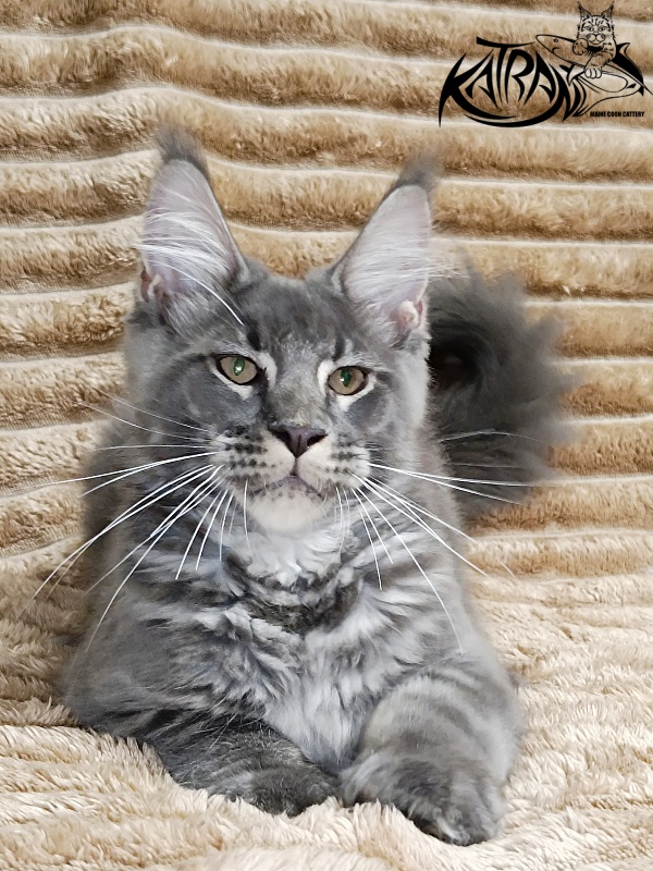 Katran Joker - Kitten maine-coon 4 months
