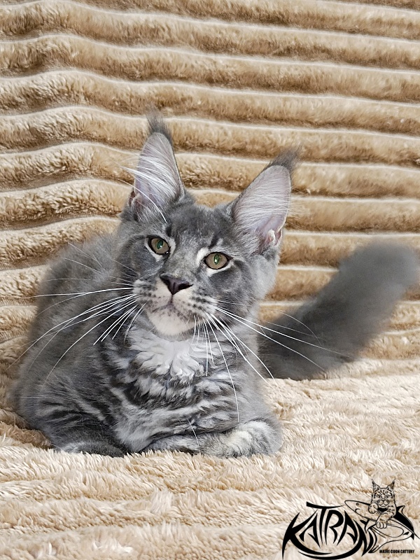 Katran Joker - Kitten maine-coon 4 months