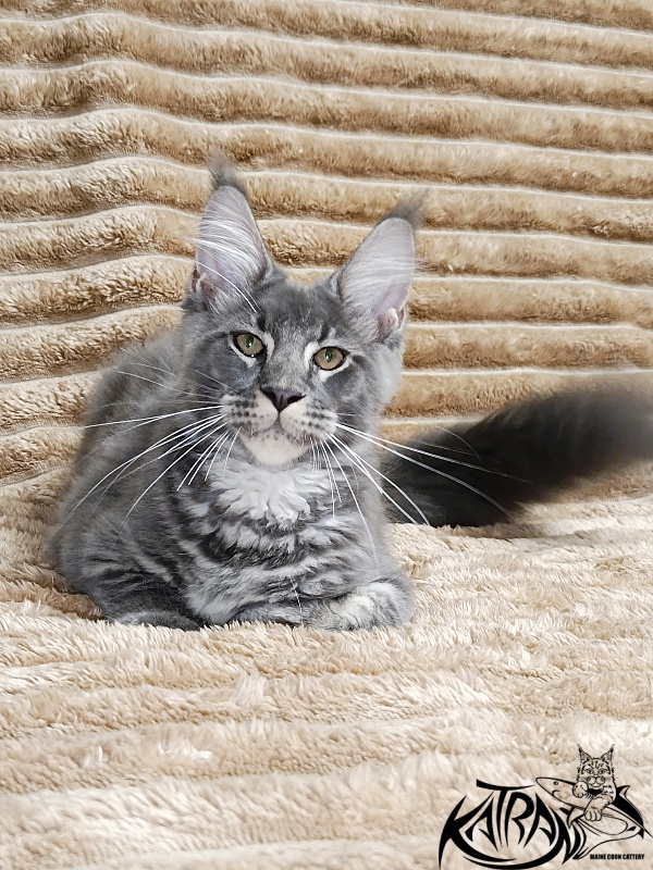 Katran Joker - Kitten maine-coon 4 months