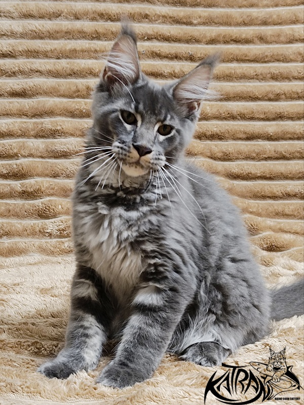 Katran Joker - Kitten maine-coon 4 months