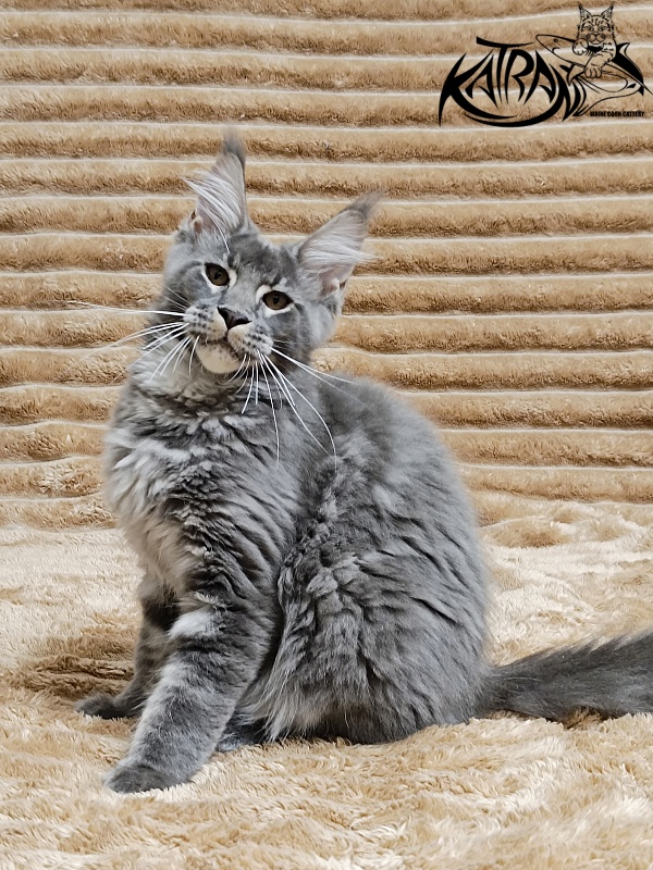 Katran Joker - Kitten maine-coon 4 months