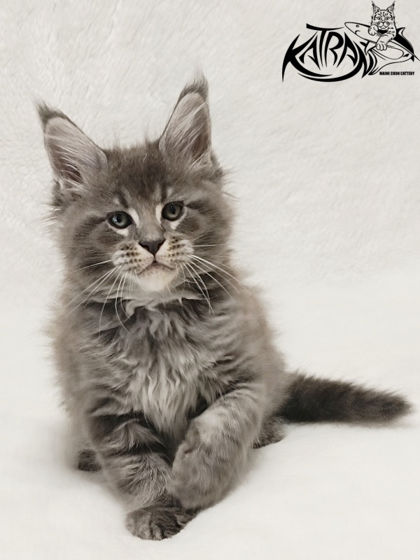 Katran Joker - Kitten maine-coon 1 month 2 weeks