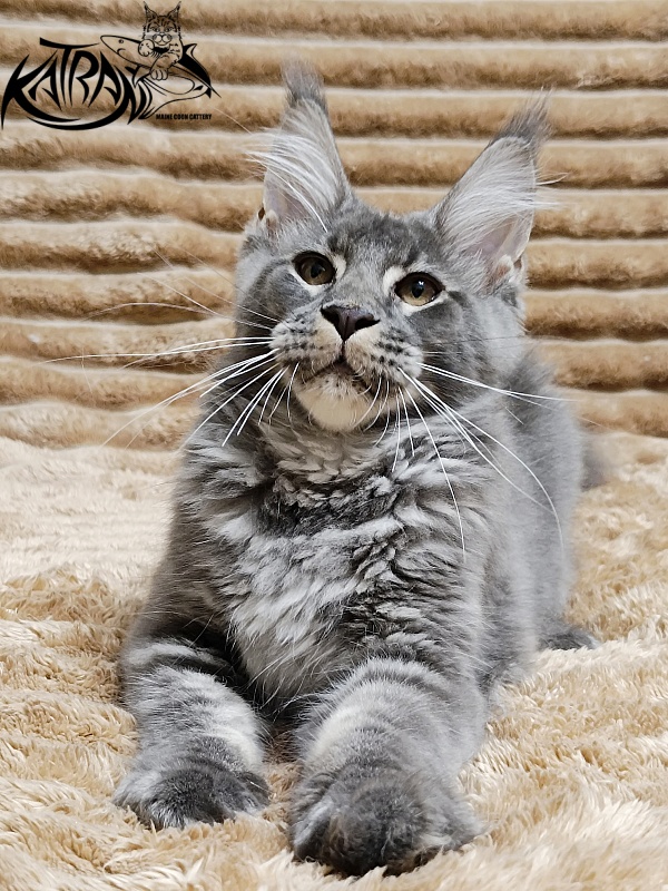 Katran Joker - Kitten maine-coon 4 months