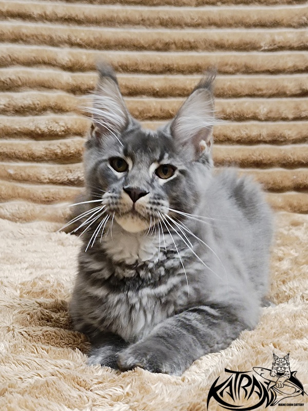 Katran Joker - Kitten maine-coon 4 months