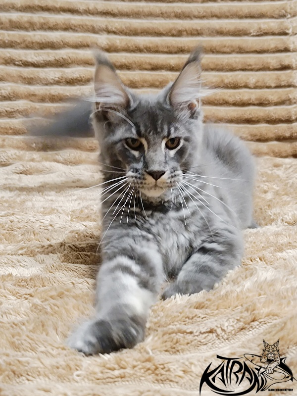 Katran Joker - Kitten maine-coon 4 months