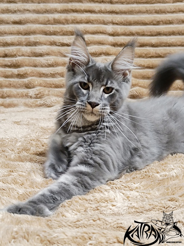 Katran Joker - Kitten maine-coon 4 months