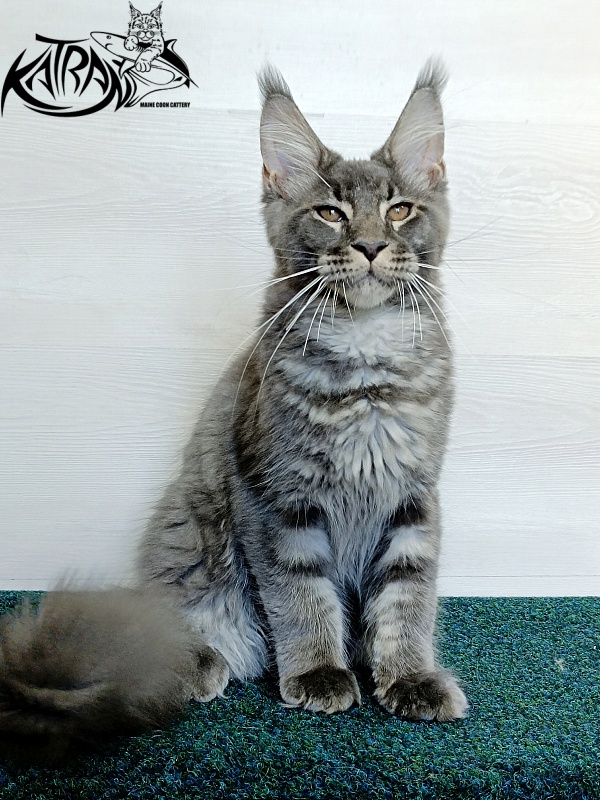 Katran Joker - Kitten maine-coon 4 months 3 weeks