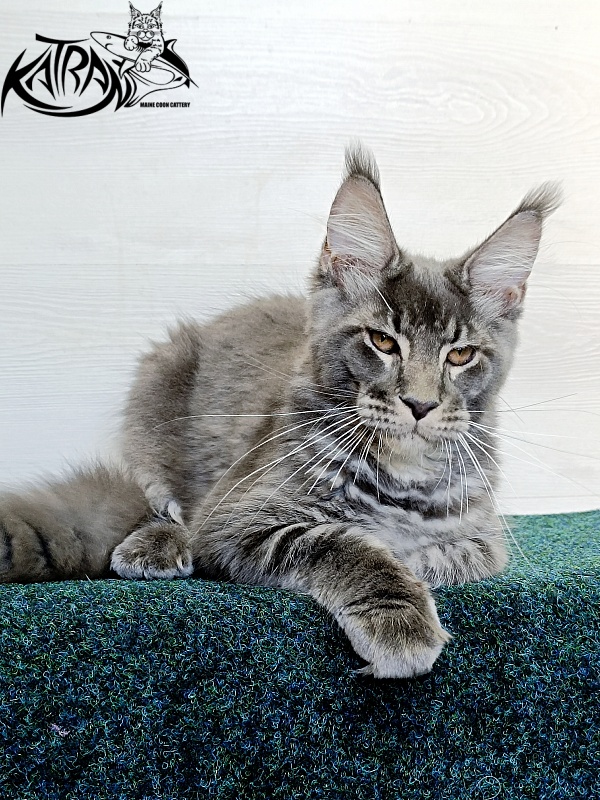 Katran Joker - Kitten maine-coon 4 months 3 weeks