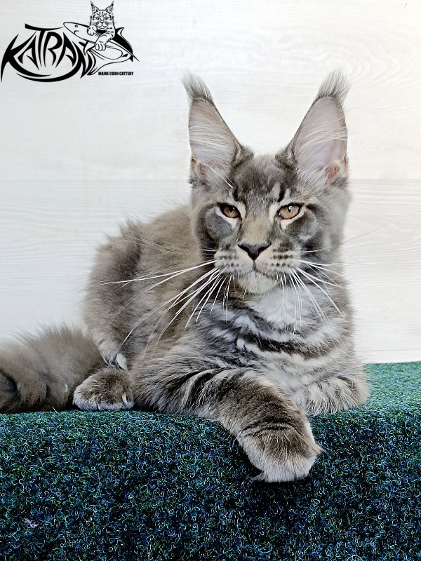 Katran Joker - Kitten maine-coon 4 months 3 weeks