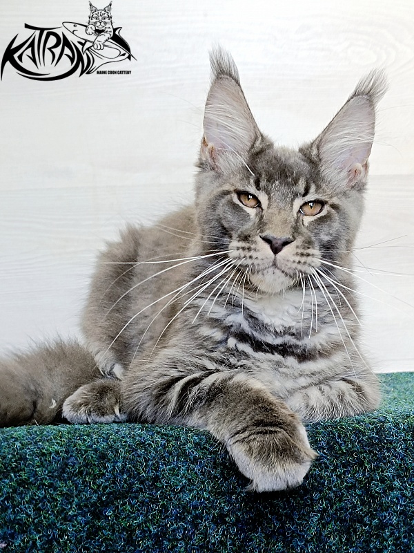Katran Joker - Kitten maine-coon 4 months 3 weeks