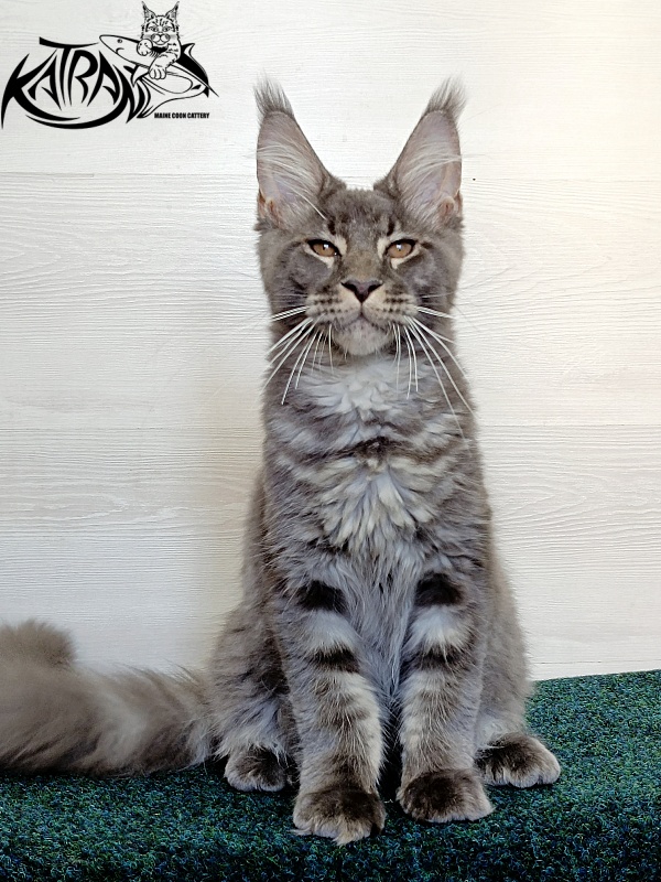 Katran Joker - Kitten maine-coon 4 months 3 weeks