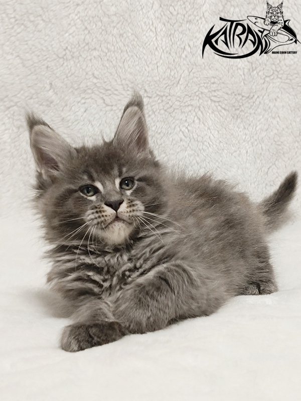Katran Joker - Kitten maine-coon 1 month 2 weeks