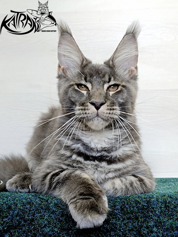 Katran Joker - Kitten maine-coon 4 months 3 weeks