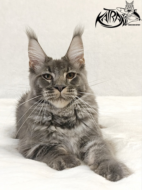 Katran Joker - Kitten maine-coon 5 months 3 weeks