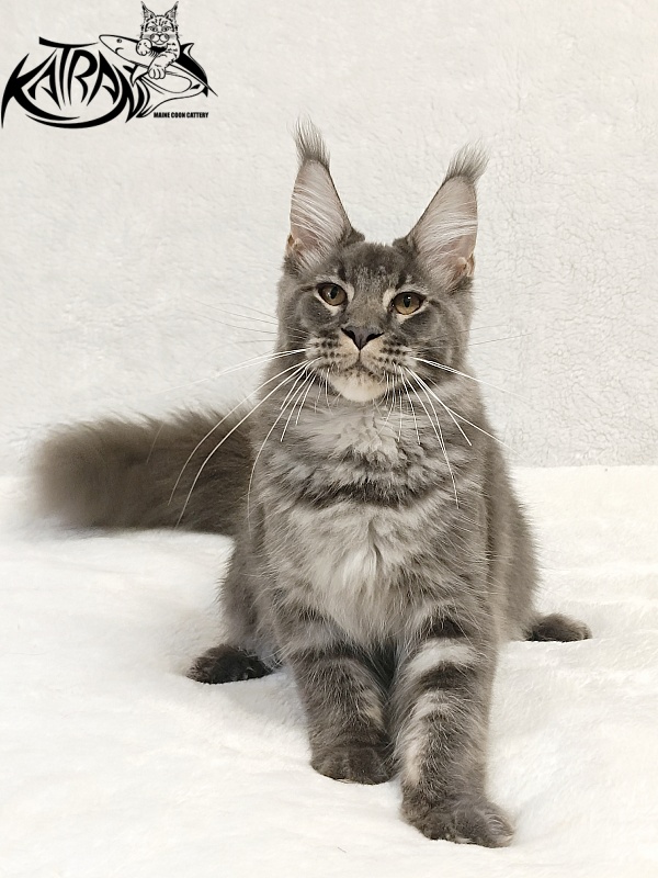 Katran Joker - Kitten maine-coon 5 months 3 weeks