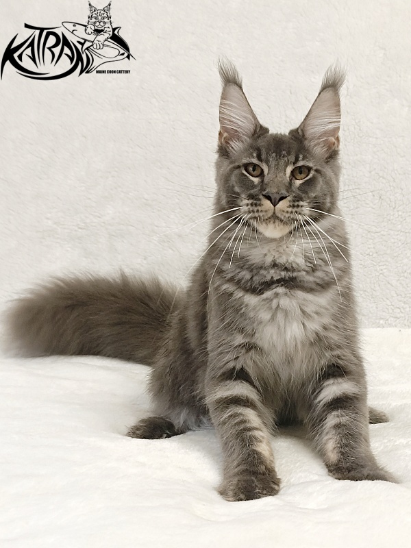 Katran Joker - Kitten maine-coon 5 months 3 weeks