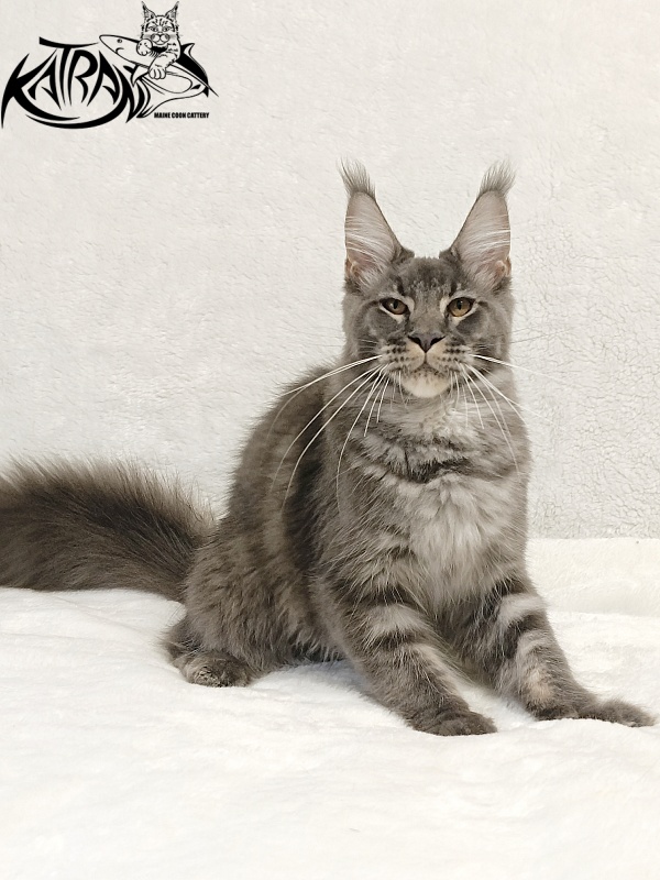 Katran Joker - Kitten maine-coon 5 months 3 weeks