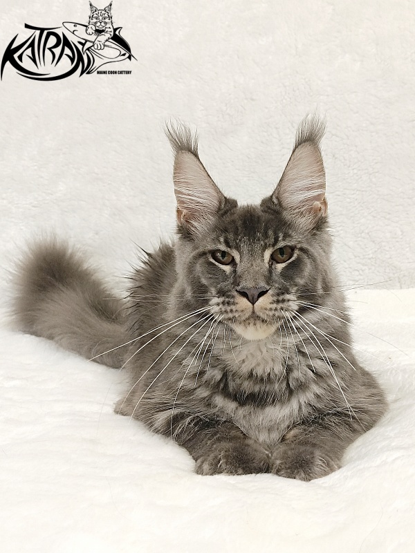 Katran Joker - Kitten maine-coon 5 months 3 weeks