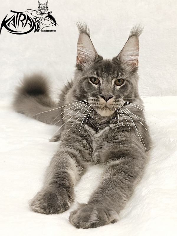 Katran Joker - Kitten maine-coon 5 months 3 weeks